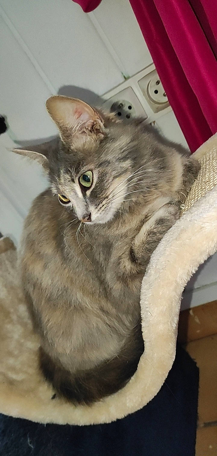 Nala participe au concours pour gagner de l'argent avec cette photo : carnivore, cat, claw, comfort, domestic_short_haired_cat, felidae, fur, paw, sitting, small_to_medium_sized_cats, snout, tail, terrestrial_animal, whiskers