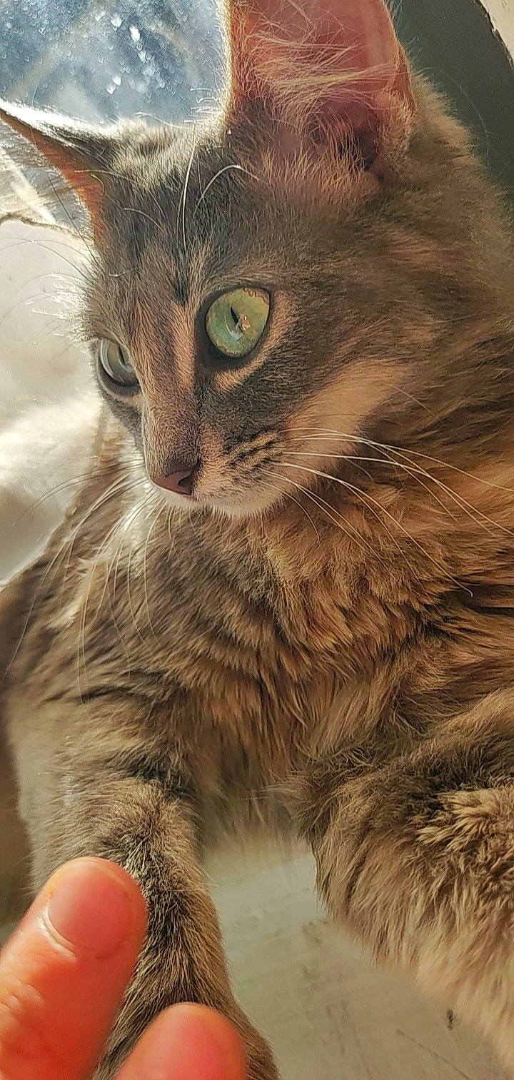 Nala participe au concours pour gagner de l'argent avec cette photo : carnivore, cat, claw, close_up, domestic_short_haired_cat, fawn, felidae, fur, iris, paw, photo_caption, plant, small_to_medium_sized_cats, snout, tail, terrestrial_animal, whiskers, wildlife