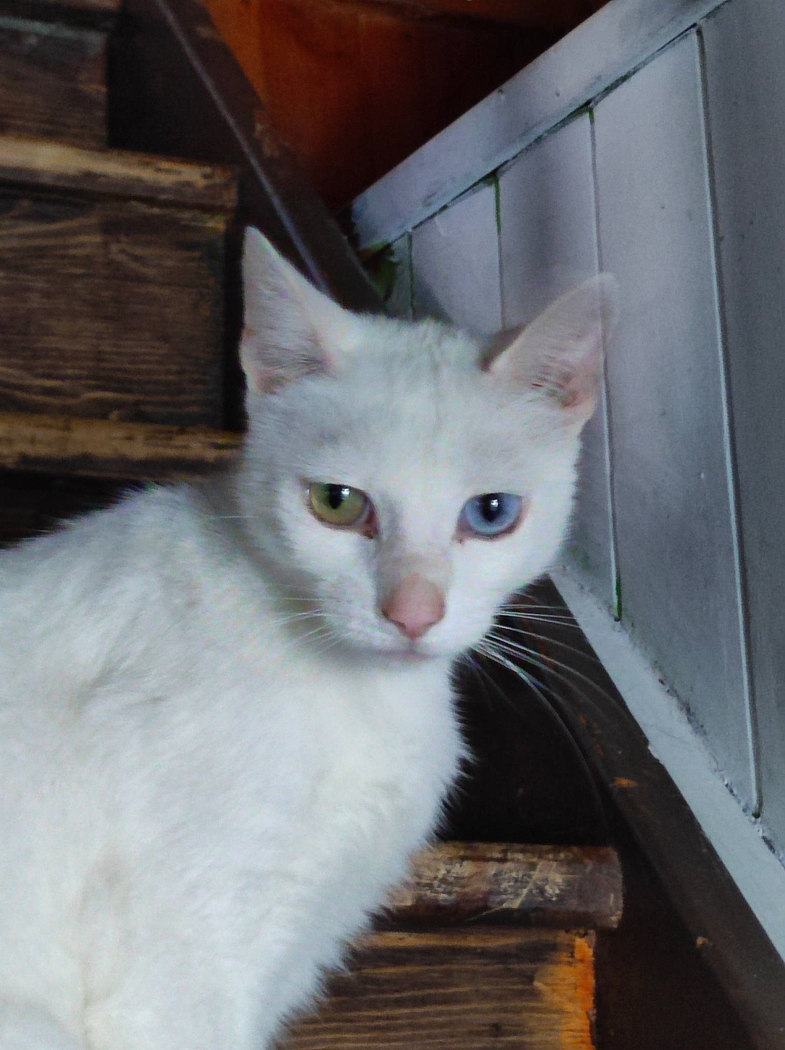 Kiki participe au concours pour gagner de l'argent avec cette photo : carnivore, cat, domestic_short_haired_cat, eye, felidae, fur, hardwood, iris, small_to_medium_sized_cats, snout, tail, whiskers, wood