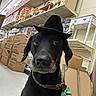 dog, black_dog, hat, cowboy_hat, pet, store, aisle, boxes, shelves, home_decor, floor, collar, leash, indoor, animal, looking, portrait, cute, mammal, shop