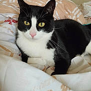 Charly participe au concours pour gagner de l'argent avec cette photo : cat, black_and_white, feline, pet, bed, blanket, indoor, yellow_eyes, whiskers, pink_nose, relaxed, lying_down, close_up, fur, animal, domestic, cozy, resting, cute, portrait