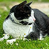 cat, black_and_white, grass, flower, outdoor, animal, pet, relaxing, nature, whiskers, collar, feline, mammal, green, daylight, portrait, cute, calm, lying_down, side_view