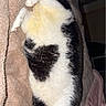 cat, sleeping, black_and_white, heart_shaped_patch, pink_nose, fluffy, cozy, blanket, indoor, pet, relaxed, cute, fur, animal, whiskers, resting, soft, domestic_cat, nap, comfort