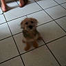 dog, small_dog, tile_floor, kitchen, person_legs, bare_feet, indoor, blur, low_quality, background, animal, pet, floor_tiles, standing, home, domestic, footwear, slippers, wall, appliance