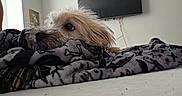 Bella joined the competition — help win amazing prizes! dog, blanket, bed, fur, indoor, cozy, television, curious, resting, patterned, snout, ears, furniture, home, comfort, relaxing, light, walls, cable, quiet
