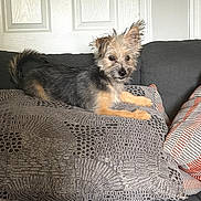 Bella is registered to the contest to win money with this photo: dog, puppy, couch, pillow, indoor, pet, fur, ears, relaxed, home, comfort, small_dog, patterned_pillow, gray_couch, white_door, resting, cute, animal, furniture, cozy