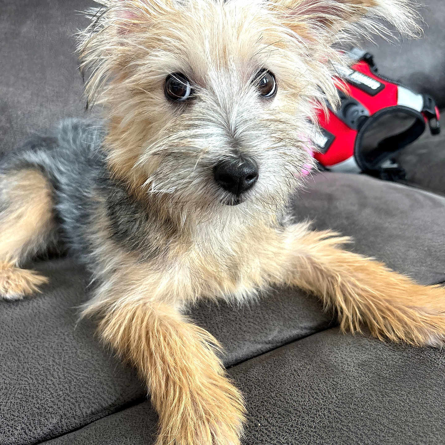 Bella