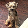Bella joined the competition — help win amazing prizes! puppy, dog, pet, animal, fur, brown, black, cute, sitting, wooden_floor, indoor, small, adorable, young, fluffy, ears, face, eyes, nose, paw