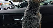 Bella joined the competition — help win amazing prizes! alert, animal, building, car, daytime, dog, fur, interior, looking_out, outdoor, pet, road, scruffy_dog, seat, side_mirror, side_view, travel, urban, vehicle, window