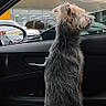 Bella joined the competition — help win amazing prizes! dog, car, window, side_view, urban, building, scruffy_dog, pet, animal, looking_out, interior, vehicle, side_mirror, daytime, fur, alert, seat, road, outdoor, travel