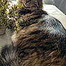 cat, tabby, fluffy, long_hair, pet, animal, portrait, sitting, indoors, sunlight, window, plant, potted_plant, furniture, bed, tail, whiskers, ears, brown_fur, relaxed