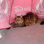Noisette participe au concours pour gagner de l'argent avec cette photo : cat, long_hair, fluffy, brown_fur, maine_coon, feline, pet, animal, portrait, lying_down, outdoor, umbrella, pink, coca_cola, beverage_branding, carpet, dramatic_lighting, yellow_eyes, whiskers, relaxed