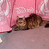 cat, long_hair, fluffy, brown_fur, maine_coon, feline, pet, animal, portrait, lying_down, outdoor, umbrella, pink, coca_cola, beverage_branding, carpet, dramatic_lighting, yellow_eyes, whiskers, relaxed