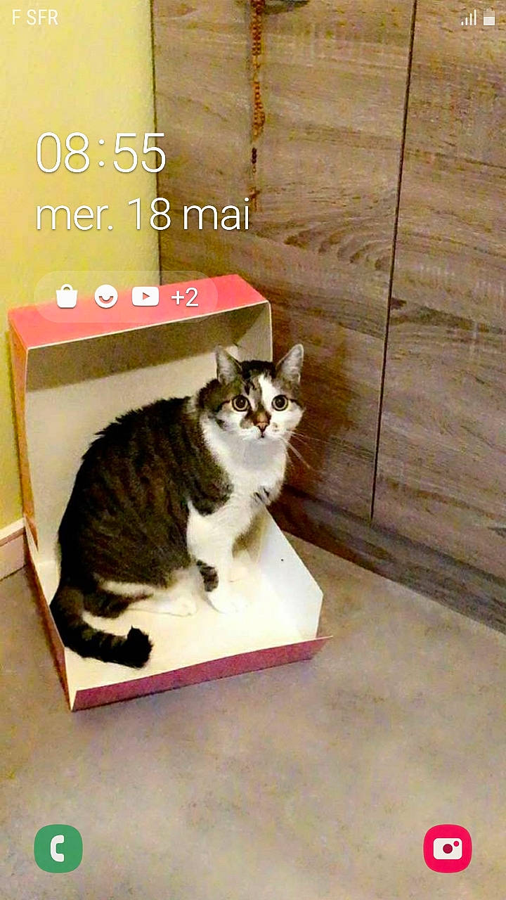 Filou participe au concours pour gagner de l'argent avec cette photo : carnivore, cat, comfort, domestic_short_haired_cat, felidae, flooring, font, fur, hardwood, internet_meme, pet_supply, photo_caption, plank, room, small_to_medium_sized_cats, tail, whiskers, window, wood, wood_stain