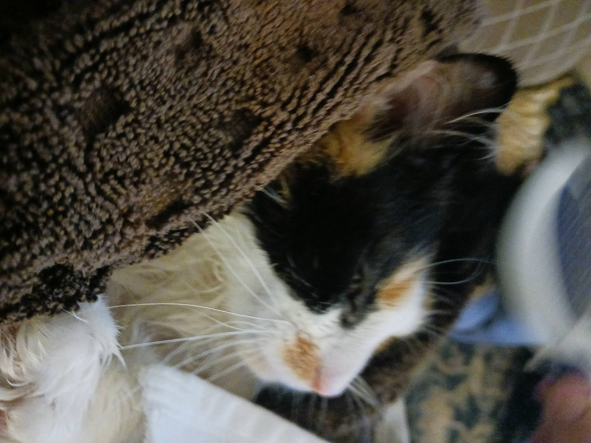 Opal joined the competition — help win amazing prizes! carnivore, cat, claw, comfort, domestic_short_haired_cat, eye, fawn, felidae, fur, hat, leg, nap, paw, plant, small_to_medium_sized_cats, snout, tail, terrestrial_animal, tree, whiskers