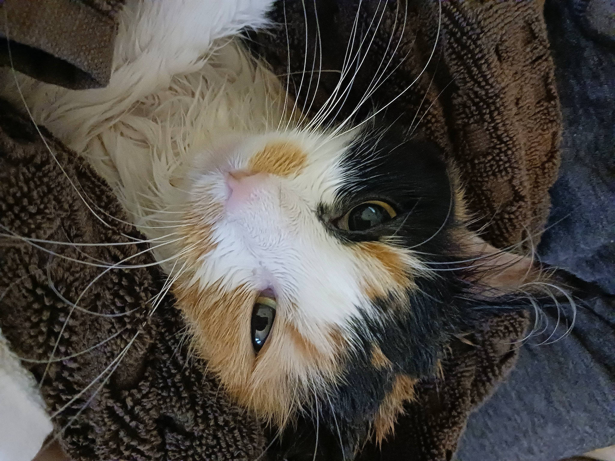 Opal is registered to the contest to win money with this photo: carnivore, cat, claw, close_up, domestic_short_haired_cat, felidae, fur, paw, plant, small_to_medium_sized_cats, snout, terrestrial_animal, tree, twig, whiskers, wildlife, wood