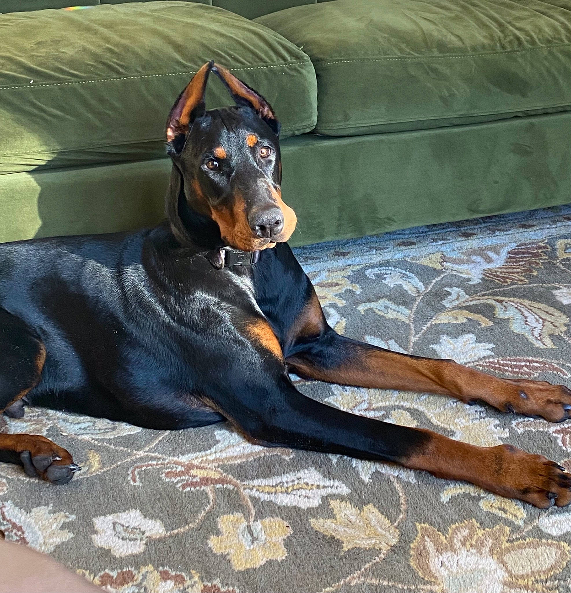 Guinness joined the competition — help win amazing prizes! canidae, carnivore, comfort, companion_dog, couch, dobermann, dog, dog_breed, dog_supply, fawn, grey, guard_dog, hunting_dog, montenegrin_mountain_hound, snout, sporting_group, terrestrial_animal, toy_dog, working_animal, working_dog