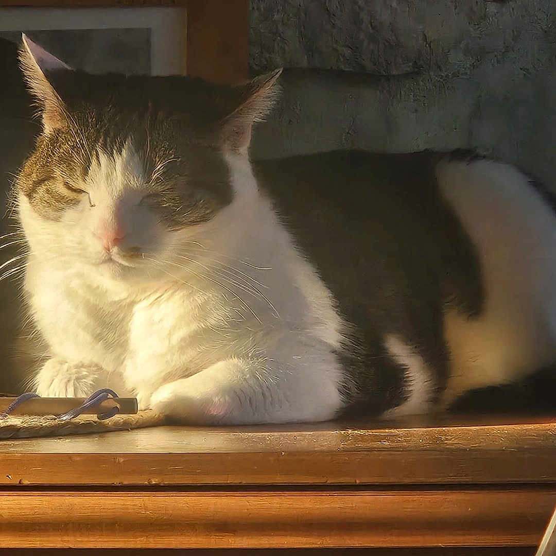 Chat Pottée