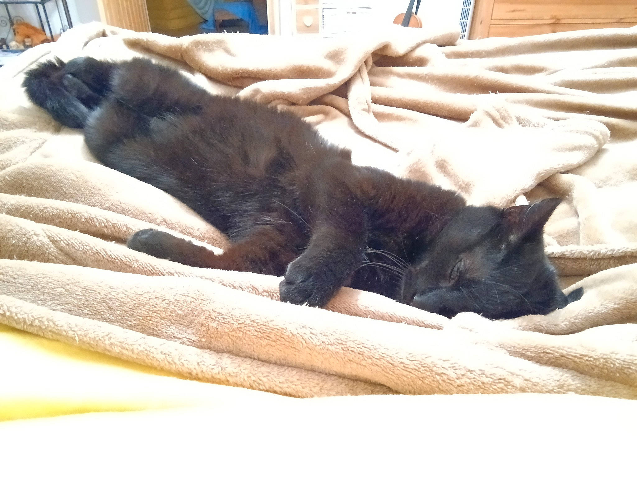 Plume a rejoint le concours — aidez-le/la à gagner de superbes lots ! black_cat, bombay, canidae, carnivore, cat, comfort, companion_dog, domestic_short_haired_cat, felidae, fur, grey, hardwood, linens, nap, room, small_to_medium_sized_cats, sporting_group, tail, whiskers, wood