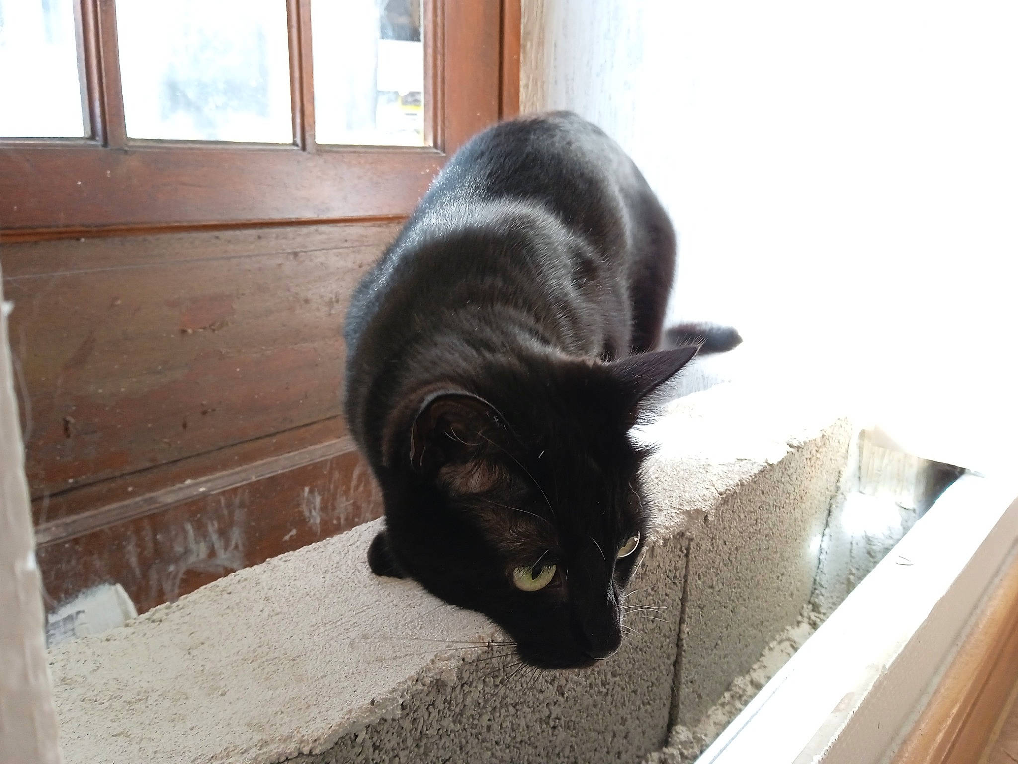 Plume participe au concours pour gagner de l'argent avec cette photo : black_cat, bombay, canidae, carnivore, cat, dog_breed, domestic_short_haired_cat, fawn, felidae, floor, flooring, fur, hardwood, plant, small_to_medium_sized_cats, snout, tail, whiskers, window, wood