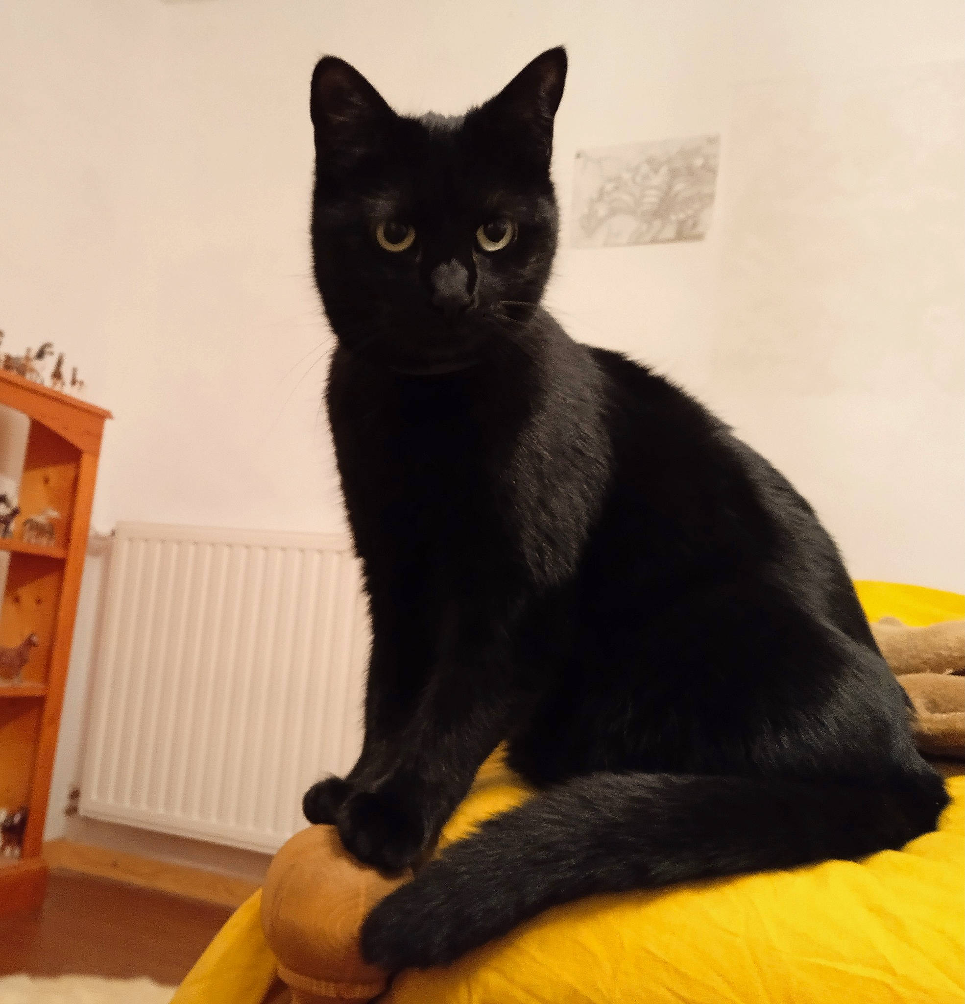 Plume a rejoint le concours — aidez-le/la à gagner de superbes lots ! black_cat, bombay, carnivore, cat, cat_supply, claw, comfort, domestic_short_haired_cat, eye, felidae, fur, pet_supply, sitting, small_to_medium_sized_cats, snout, tail, terrestrial_animal, whiskers