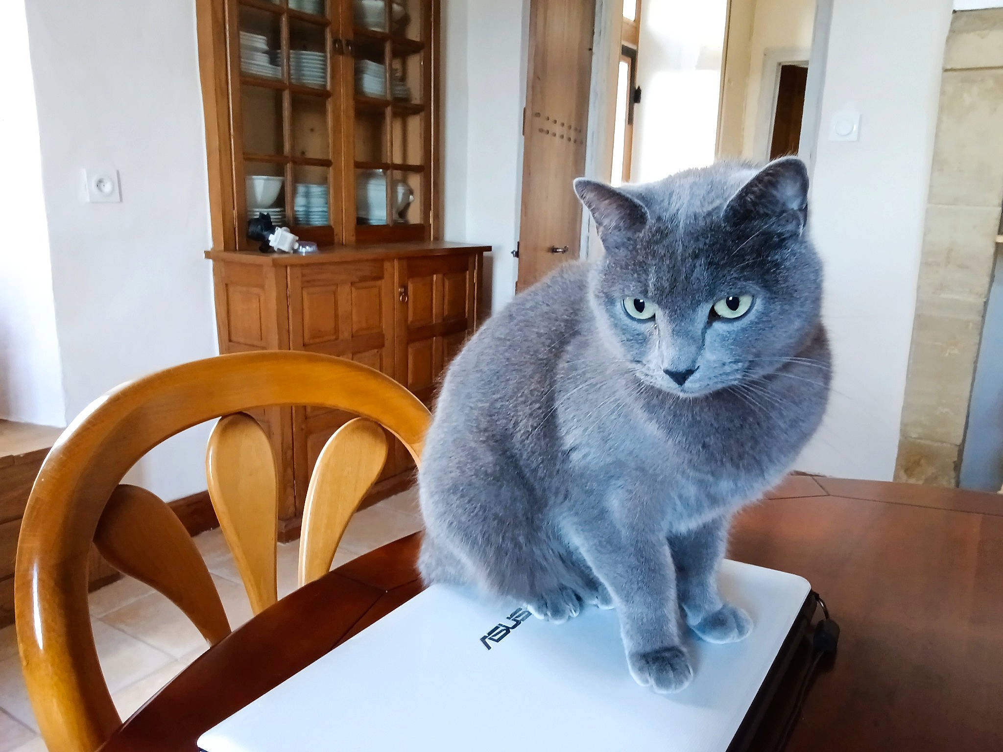 Indiana a rejoint le concours — aidez-le/la à gagner de superbes lots ! art, cabinetry, carnivore, cat, chair, domestic_short_haired_cat, felidae, fur, furniture, grey, hardwood, room, russian_blue, shelf, small_to_medium_sized_cats, table, tail, whiskers, window, wood