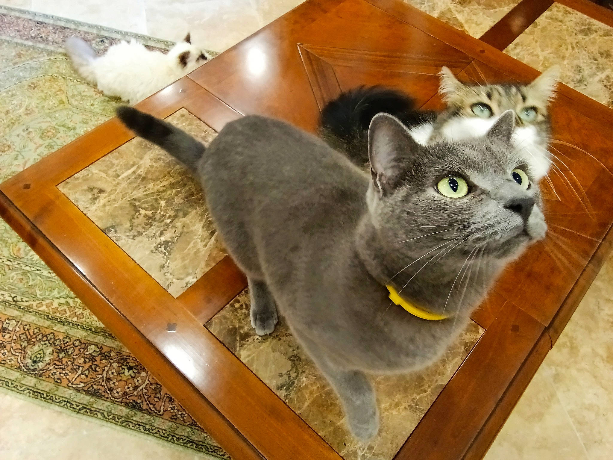 Indiana participe au concours pour gagner de l'argent avec cette photo : carnivore, cat, cat_supply, domestic_short_haired_cat, felidae, flooring, grey, hardwood, kitchen_utensil, metal, rectangle, russian_blue, serveware, small_to_medium_sized_cats, tail, whiskers, wood, wood_stain