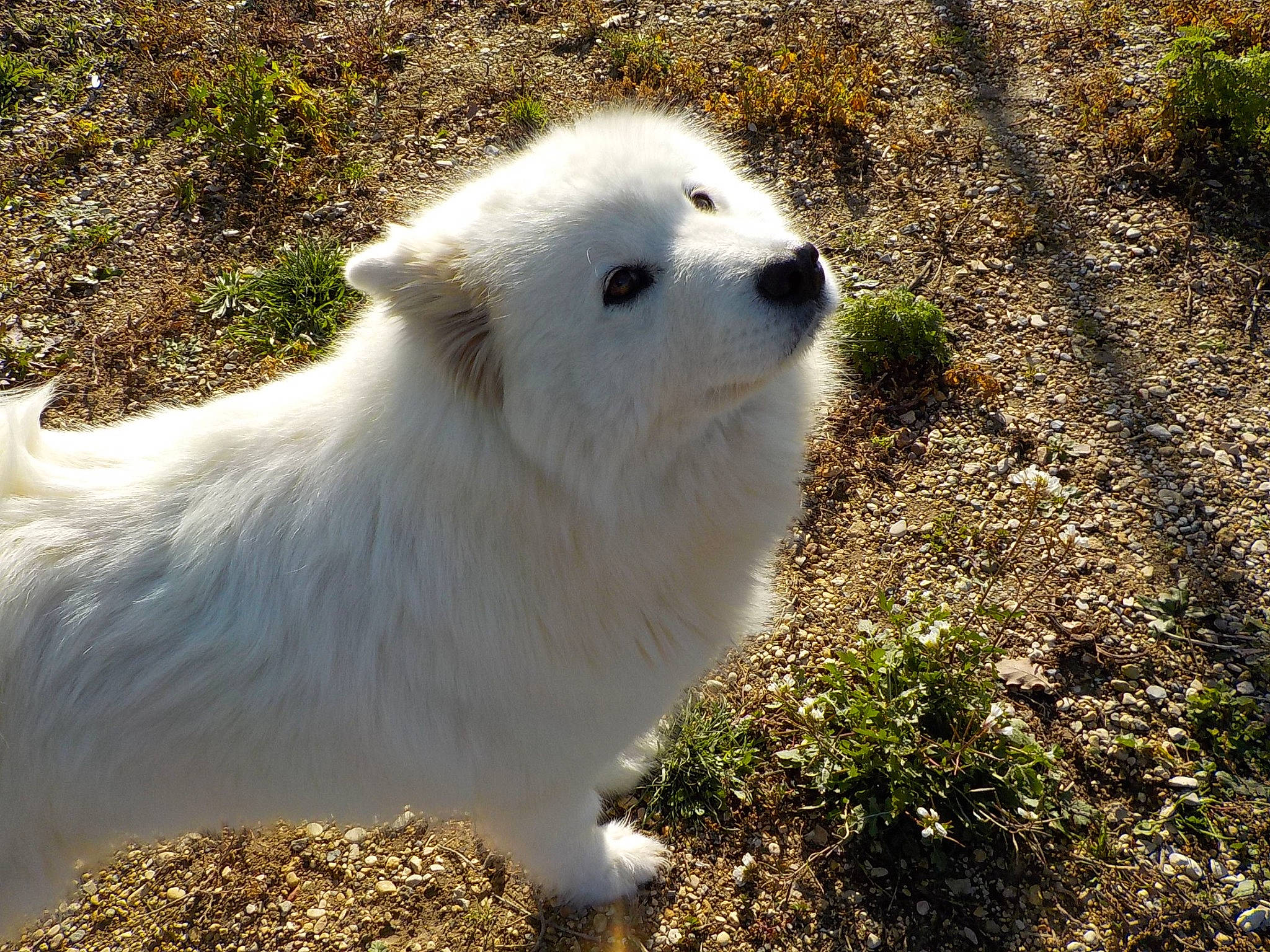 Angelina participe au concours pour gagner de l'argent avec cette photo : canidae, carnivore, companion_dog, dog, dog_breed, fur, german_spitz, grass, japanese_spitz, non_sporting_group, plant, snout, soil, spitz, sporting_group, terrestrial_animal, volpino_italiano, whiskers, wildlife, working_animal