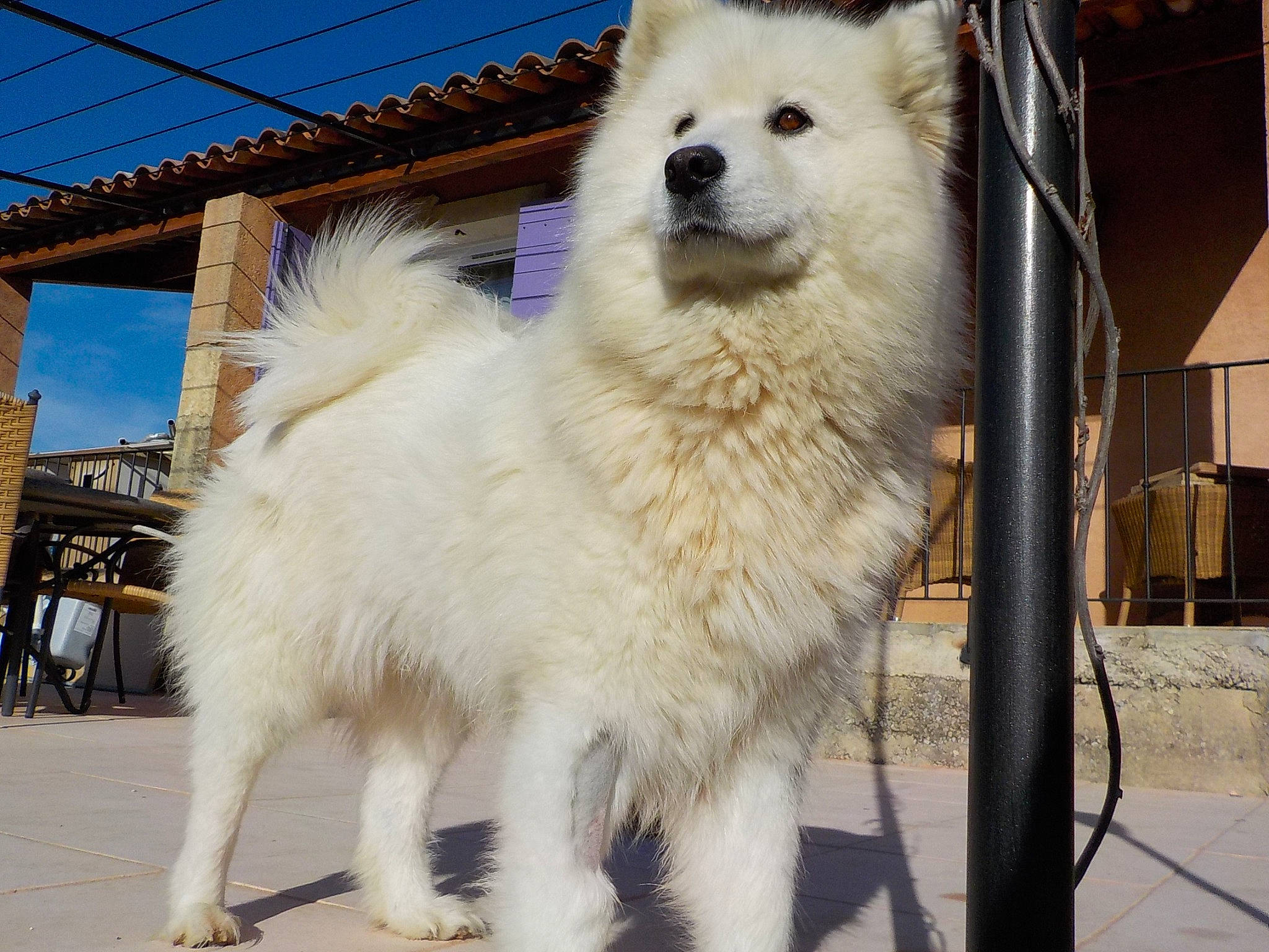 Angelina a rejoint le concours — aidez-le/la à gagner de superbes lots ! canidae, carnivore, collar, companion_dog, dog, dog_breed, fawn, fur, german_spitz, giant_dog_breed, japanese_spitz, pet_supply, samoyed, sky, snout, spitz, sporting_group, terrestrial_animal, volpino_italiano, working_animal
