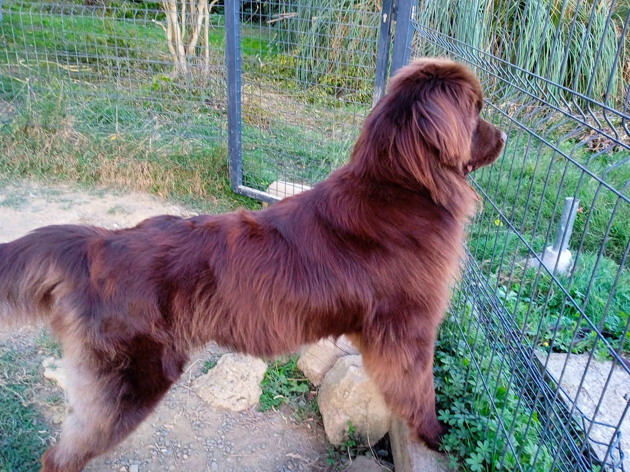 Tui a rejoint le concours — aidez-le/la à gagner de superbes lots ! ancient_dog_breeds, canidae, carnivore, companion_dog, dog, dog_breed, fence, fur, grass, gun_dog, liver, plant, snout, spaniel, sporting_group, tail, terrestrial_animal, working_animal, working_dog