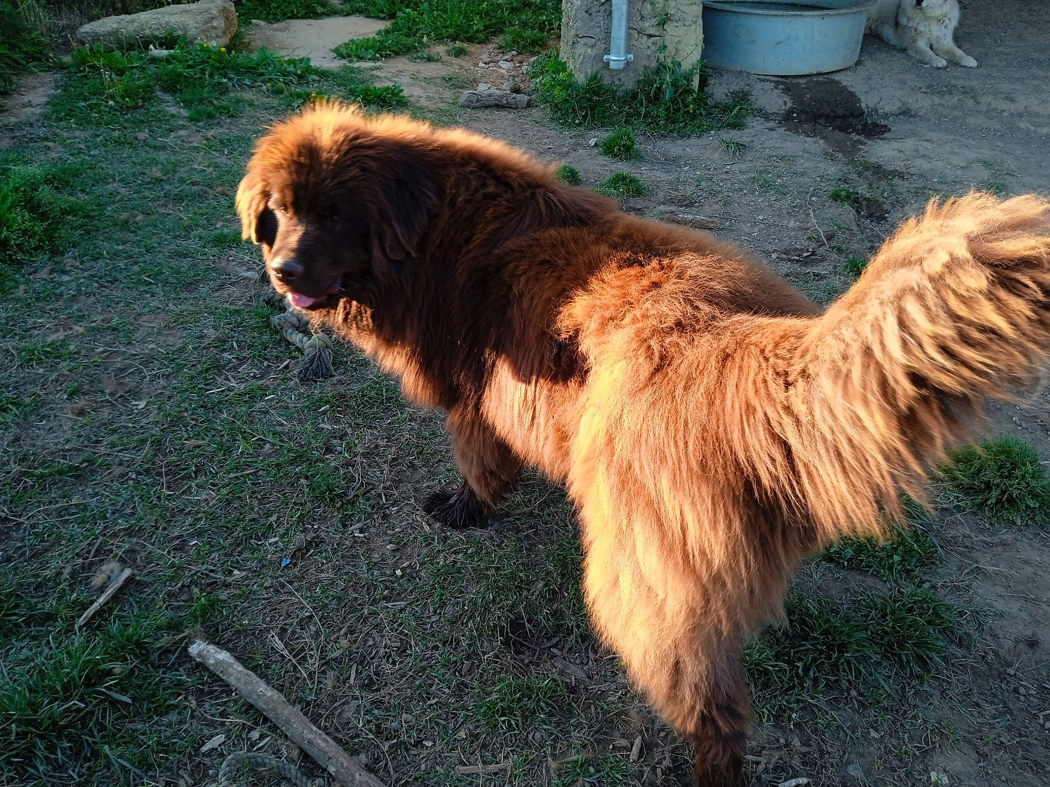 Tui a rejoint le concours — aidez-le/la à gagner de superbes lots ! canidae, carnivore, claw, companion_dog, dog, dog_breed, fawn, fur, grass, liver, paw, plant, sporting_group, tail, terrestrial_animal, terrier, water_dog, working_dog