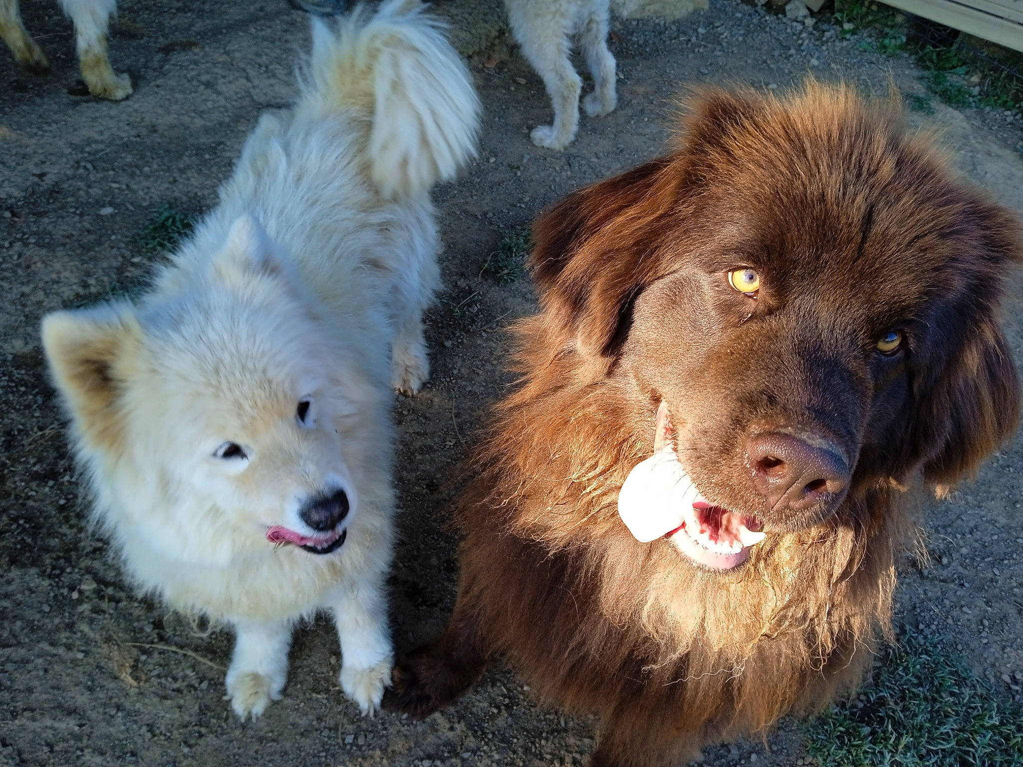 Tui a rejoint le concours — aidez-le/la à gagner de superbes lots ! canidae, carnivore, companion_dog, dog, dog_breed, fawn, fur, gaddi_kutta, german_spitz, german_spitz_klein, german_spitz_mittel, liver, mammal, snout, spitz, sporting_group, terrestrial_animal, vertebrate, working_animal, working_dog