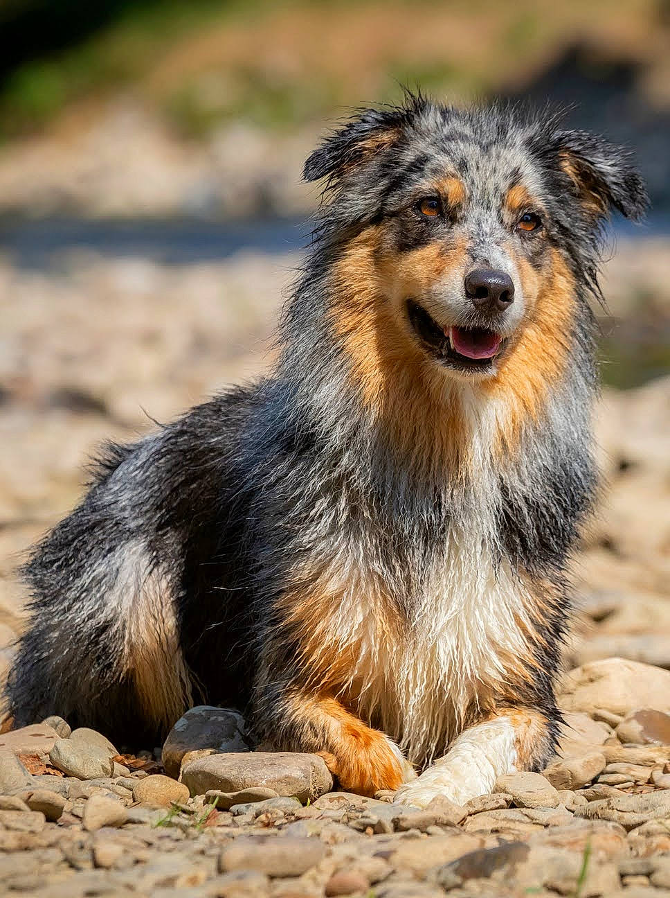 Shanna a rejoint le concours — aidez-le/la à gagner de superbes lots ! balance, canidae, carnivore, dog_breed, fur, snout, soil, terrestrial_animal, whiskers, wildlife, working_dog