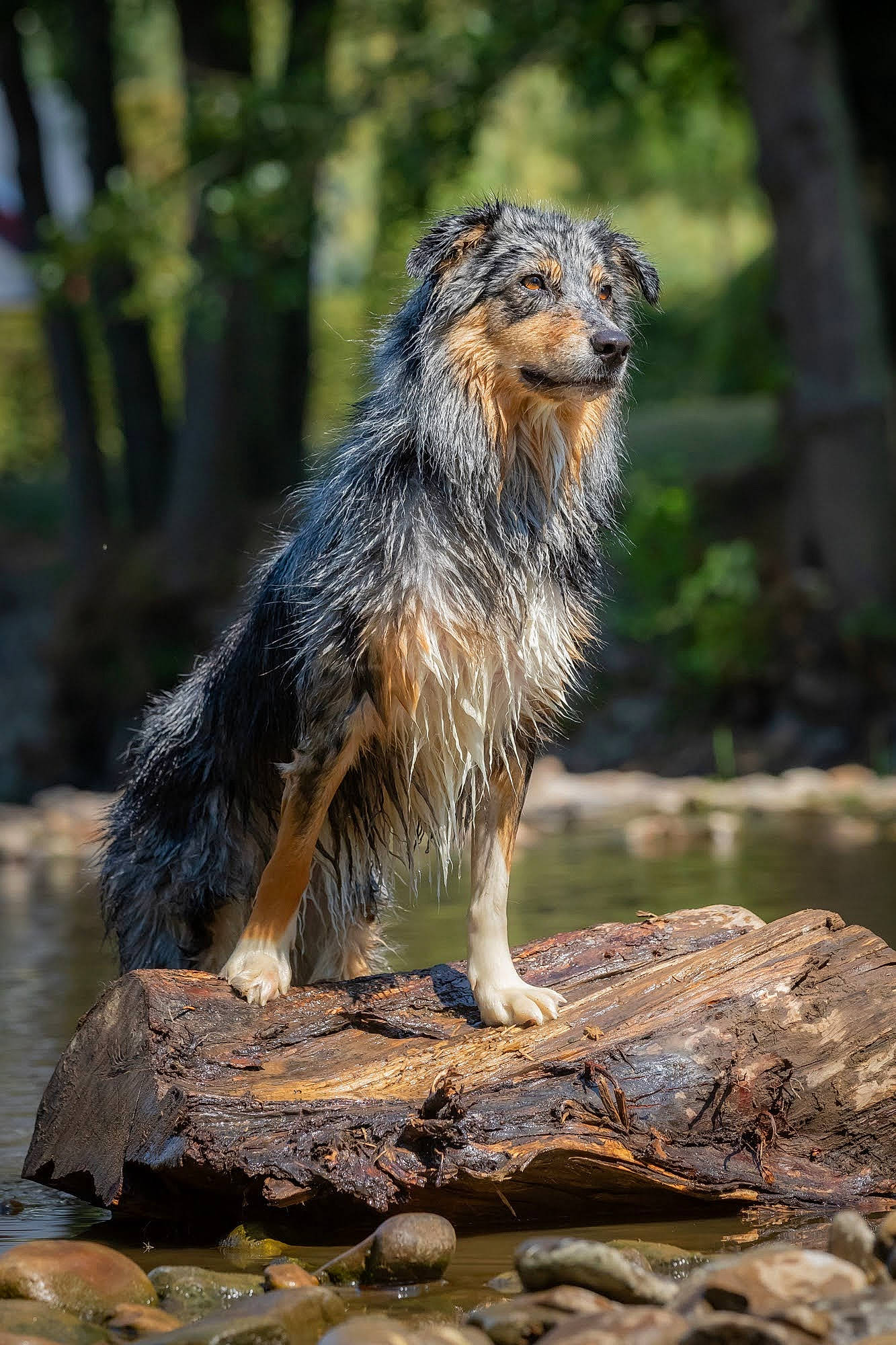 Shanna participe au concours pour gagner de l'argent avec cette photo : balance, bedrock, bus, carnivore, dog_breed, fur, grass, rock, tail, terrestrial_animal, water, wood