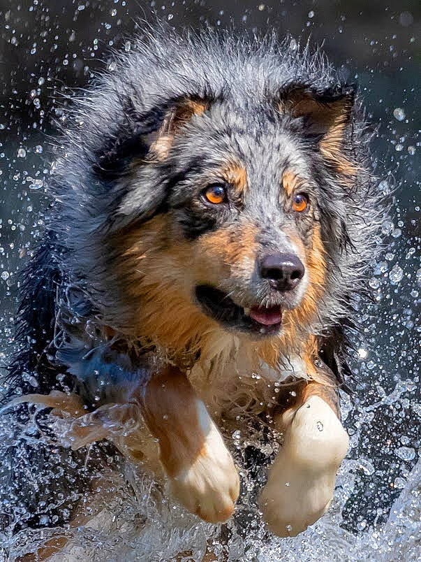 Shanna participe au concours pour gagner de l'argent avec cette photo : ancient_dog_breeds, art, canidae, canis, carnivore, collie, companion_dog, dog, dog_breed, fur, herding_dog, scotch_collie, snout, sporting_group, water, whiskers, wildlife, wind_wave, winter, working_dog