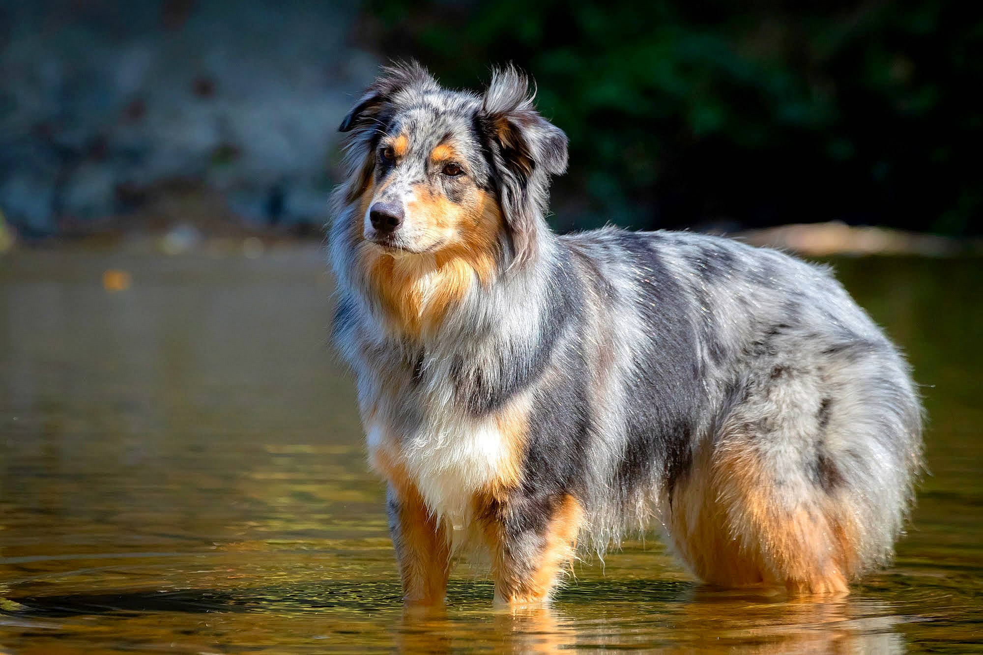 Shanna a rejoint le concours — aidez-le/la à gagner de superbes lots ! australian_shepherd, carnivore, collie, companion_dog, dog, dog_breed, fur, herding_dog, lake, plant, snout, tail, terrestrial_animal, water, whiskers, wildlife, working_dog