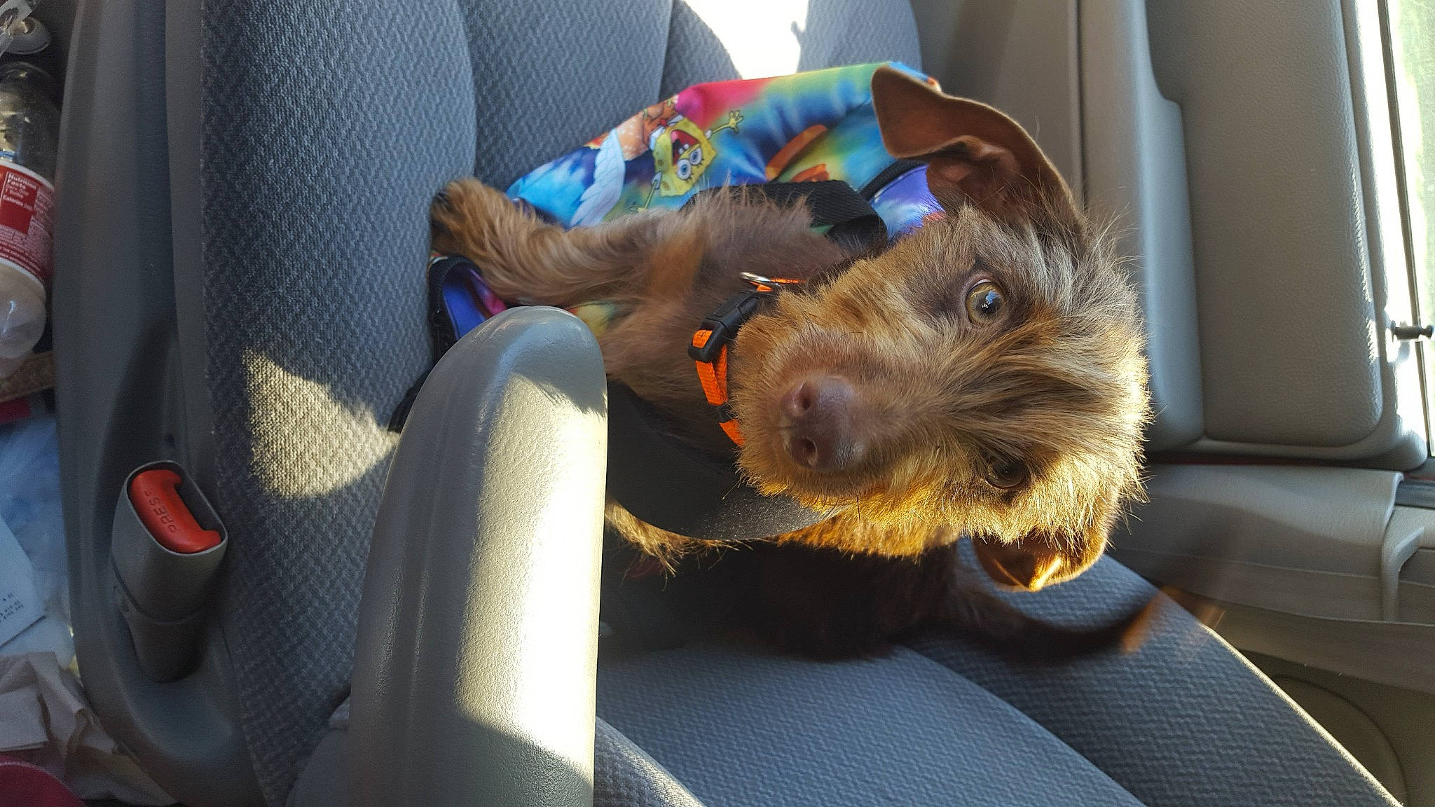 Mikey is registered to the contest to win money with this photo: airedale_terrier, auto_part, car_seat, carnivore, collar, comfort, companion_dog, dog, dog_breed, fawn, fur, liver, small_terrier, sporting_group, terrier, toy_dog, vehicle, welsh_terrier, working_animal, working_terrier