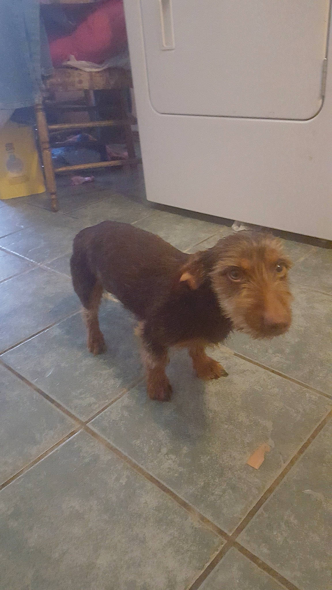 Mikey joined the competition — help win amazing prizes! canidae, carnivore, companion_dog, dog, dog_breed, fawn, floor, flooring, hardwood, liver, pet_supply, shelf, snout, sporting_group, terrestrial_animal, working_animal