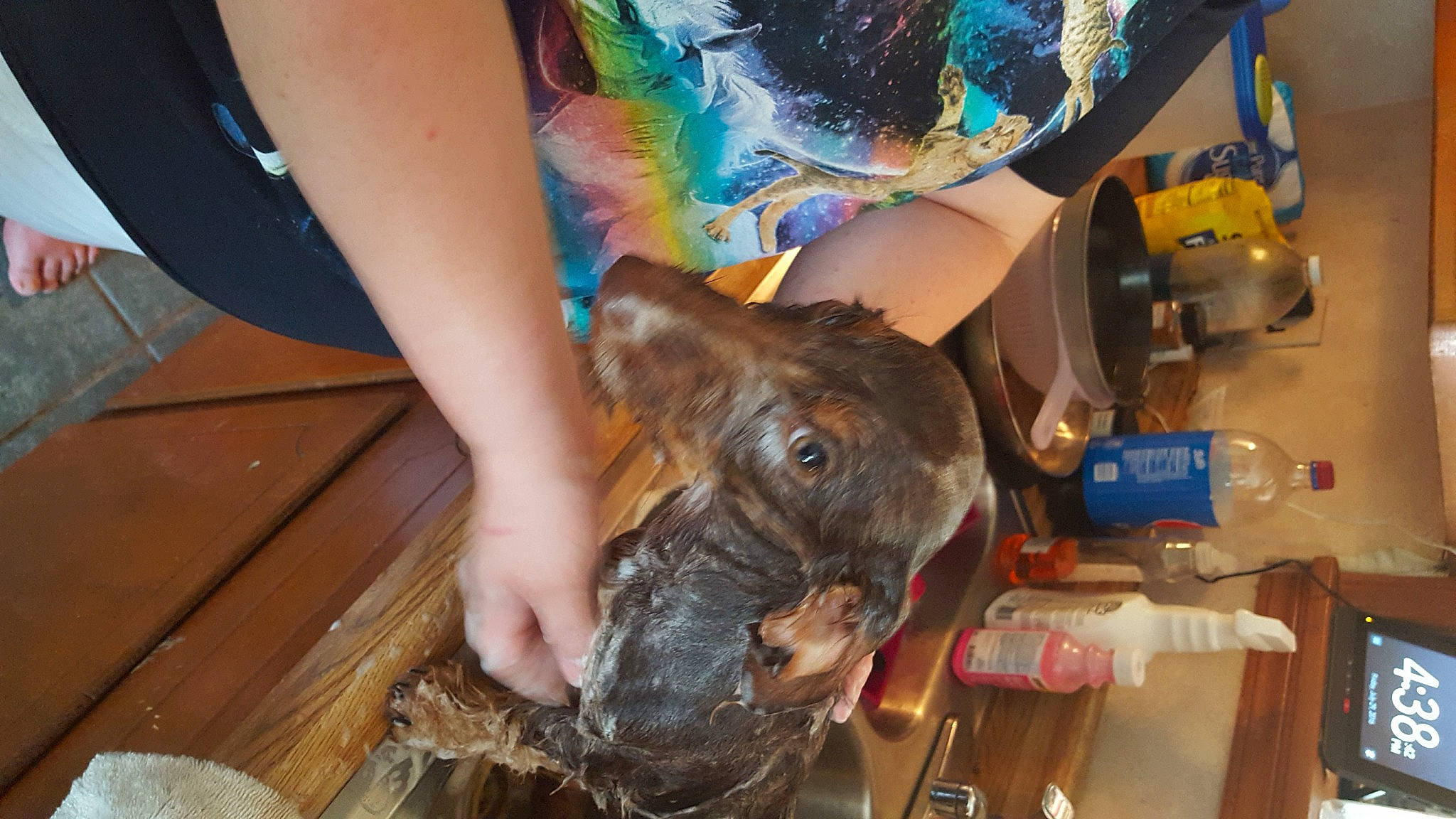 Mikey joined the competition — help win amazing prizes! auto_part, canidae, dog_breed, electric_blue, fawn, fish, fun, fur, human_leg, leg, livestock, machine, nail, plastic, soil, sporting_group, thigh, wildlife_biologist, wood, working_animal