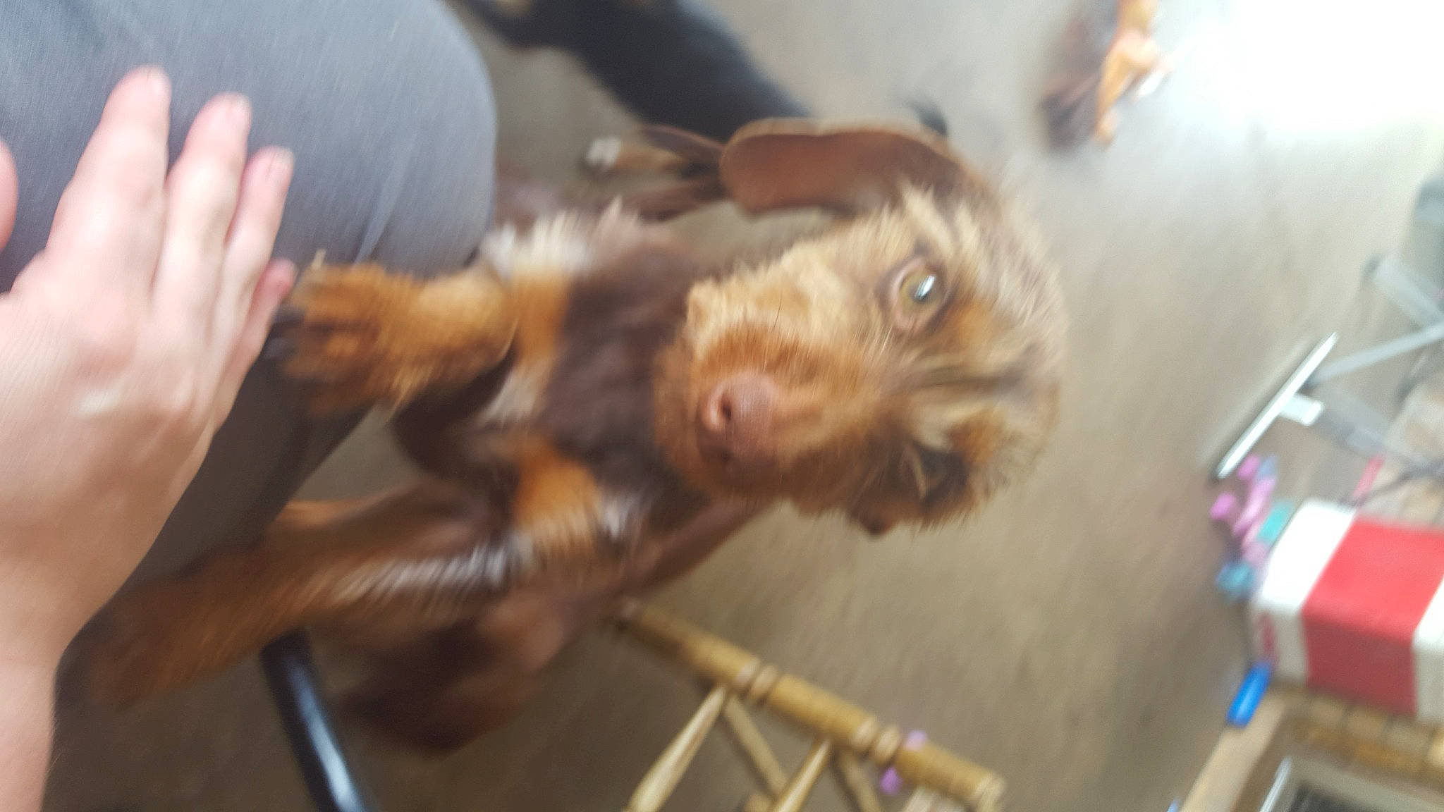 Mikey is registered to the contest to win money with this photo: canidae, carnivore, claw, companion_dog, dog_breed, ear, felidae, fur, gesture, liver, paw, small_to_medium_sized_cats, snout, sporting_group, tail, terrestrial_animal, whiskers, working_animal