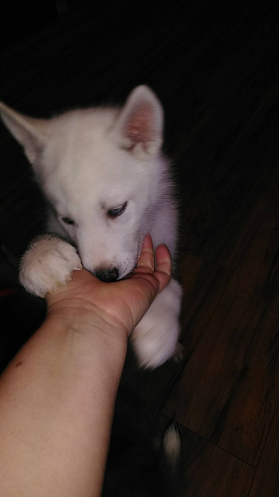 Apollo is registered to the contest to win money with this photo: ancient_dog_breeds, canidae, carnivore, companion_dog, dog, dog_breed, flooring, fur, gesture, hand, hardwood, nail, non_sporting_group, paw, samoyed, whiskers, wood, working_animal