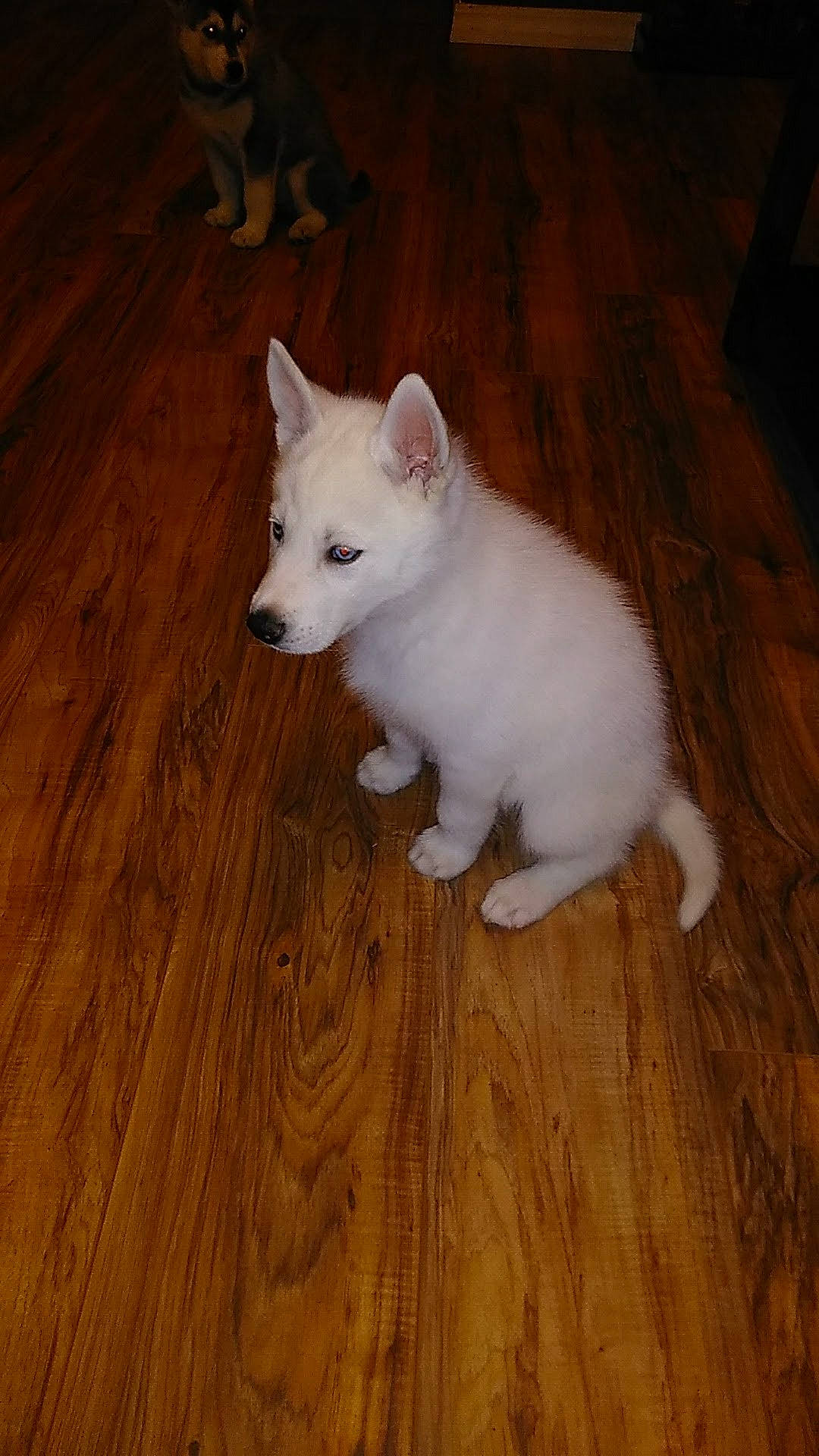 Apollo joined the competition — help win amazing prizes! carnivore, companion_dog, dog, dog_breed, fawn, felidae, flooring, fur, hardwood, head, laminate_flooring, small_to_medium_sized_cats, snout, sporting_group, tail, varnish, whiskers, wood, wood_flooring, wood_stain