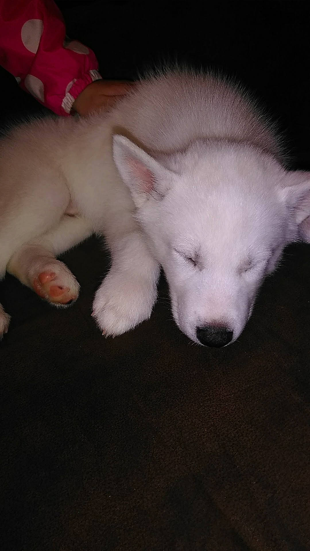 Apollo is registered to the contest to win money with this photo: carnivore, claw, comfort, companion_dog, dog, dog_breed, ear, foot, fur, no_expression, non_sporting_group, paw, snout, tail, terrestrial_animal, whiskers, working_animal