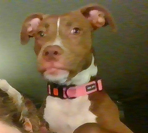 Hazel Mae joined the competition — help win amazing prizes! canidae, carnivore, collar, companion_dog, dog, dog_breed, dog_clothes, dog_collar, dog_supply, ear, fashion_accessory, fawn, fur, liver, pet_supply, snout, sporting_group, strap, whiskers, working_animal