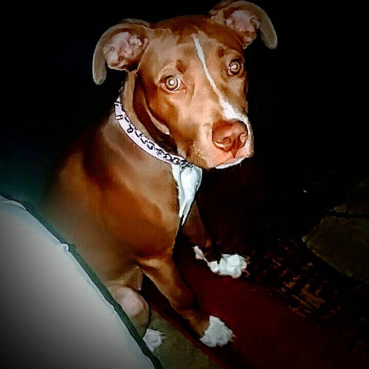 Hazel Mae is registered to the contest to win money with this photo: art, brown, canidae, carnivore, companion_dog, dog, dog_breed, ear, fawn, hunting_dog, liver, non_sporting_group, pet_supply, snout, sporting_group, terrestrial_animal, whiskers, wood, working_animal