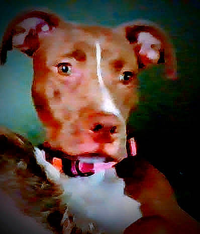 Hazel Mae is registered to the contest to win money with this photo: art, bovine, canidae, carnivore, collar, companion_dog, dairy_cow, dog, dog_breed, dog_supply, fur, illustration, jaw, liver, livestock, snout, sporting_group, suidae, whiskers, working_animal