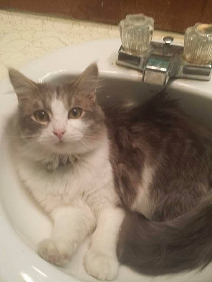 Patches joined the competition — help win amazing prizes! box, carnivore, cat, claw, comfort, domestic_short_haired_cat, felidae, fur, paw, pet_supply, photo_caption, small_to_medium_sized_cats, snout, tail, whiskers, window