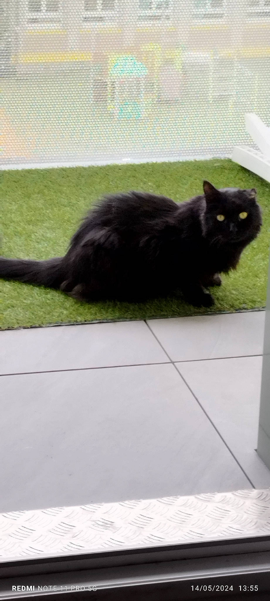 Filou a rejoint le concours — aidez-le/la à gagner de superbes lots ! black_cat, bombay, british_longhair, carnivore, cat, claw, domestic_short_haired_cat, felidae, flooring, fur, grass, paw, road_surface, shadow, small_to_medium_sized_cats, snout, tail, terrestrial_animal, whiskers