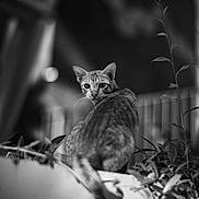 Stray participe au concours pour gagner de l'argent avec cette photo : animal, balcony, black_and_white, blurred_background, cat, dramatic_lighting, ears, feline, foliage, garden, leaves, looking_at_camera, monochrome, outdoor, pet, plants, portrait, sitting, striped_fur, whiskers