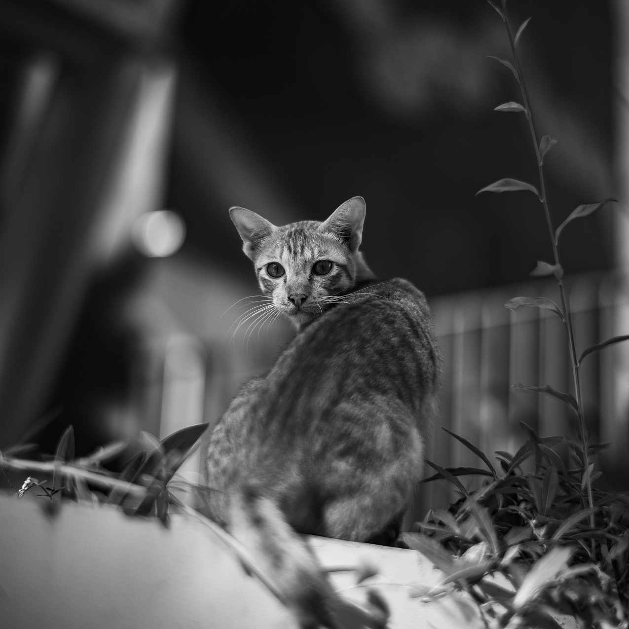 Stray participe au concours pour gagner de l'argent avec cette photo : animal, balcony, black_and_white, blurred_background, cat, dramatic_lighting, ears, feline, foliage, garden, leaves, looking_at_camera, monochrome, outdoor, pet, plants, portrait, sitting, striped_fur, whiskers